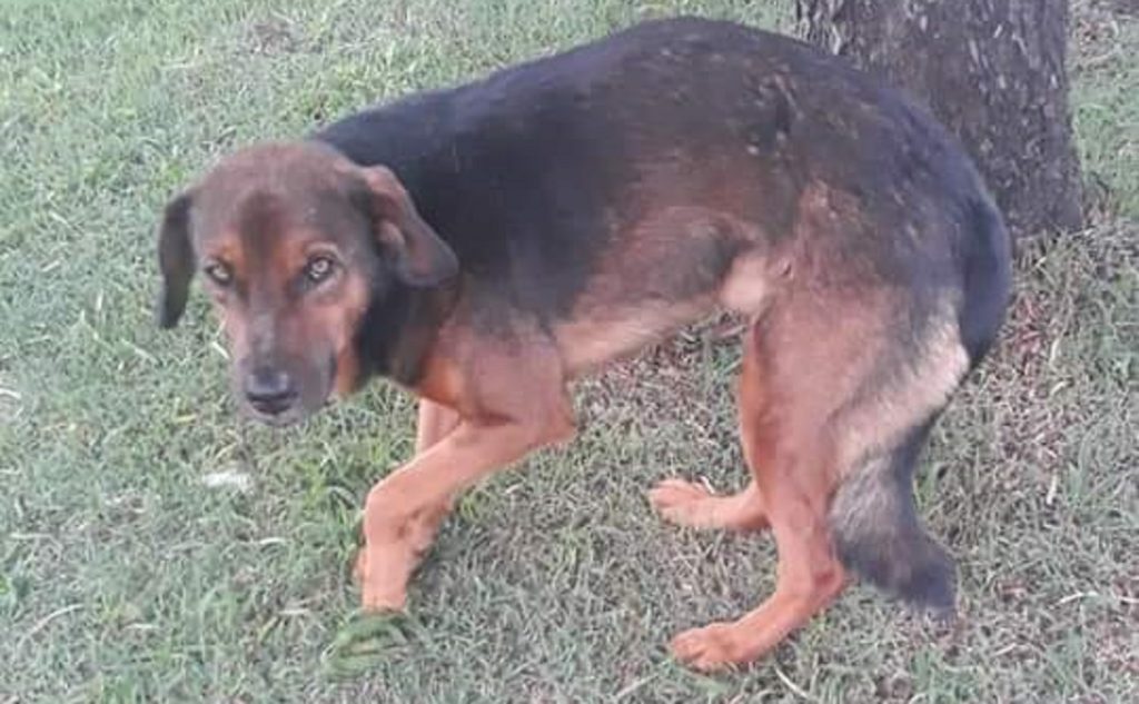 Protetora de animais procura por dono de cão que foi acolhido e levado a clínica veterinária