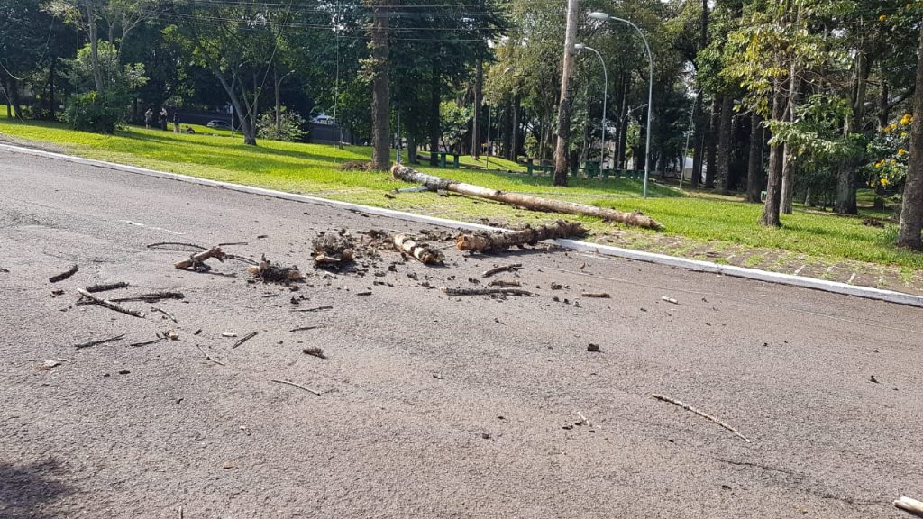 Queda de pinheiro danifica rede de energia e interdita parte da rua no Bairro Country, em Cascavel