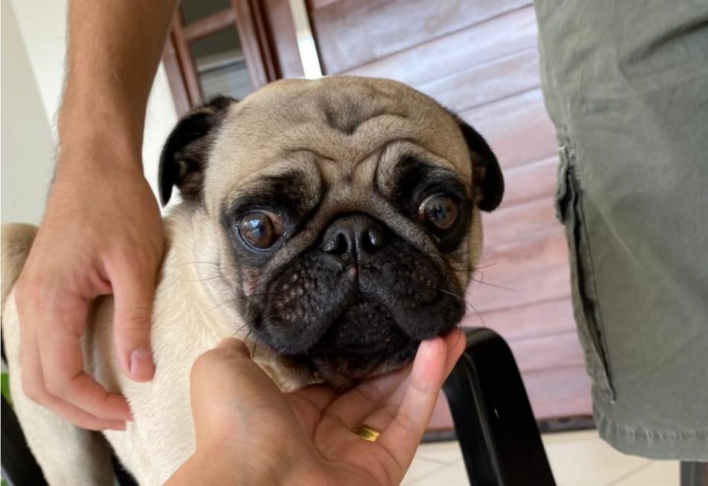 Cãozinho foi encontrado na região do Bairro Universitário