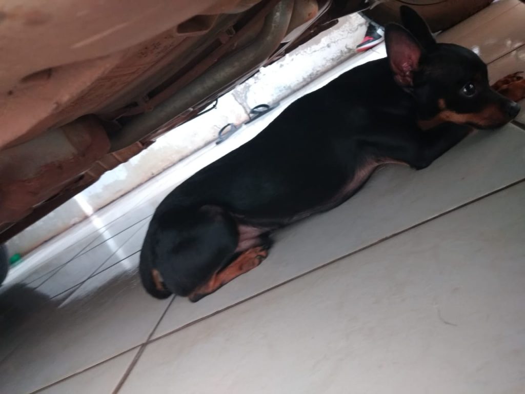 Cachorrinho foi encontrado no Bairro Santa Felicidade Cachorrinho foi encontrado no Bairro Santa Felicidade