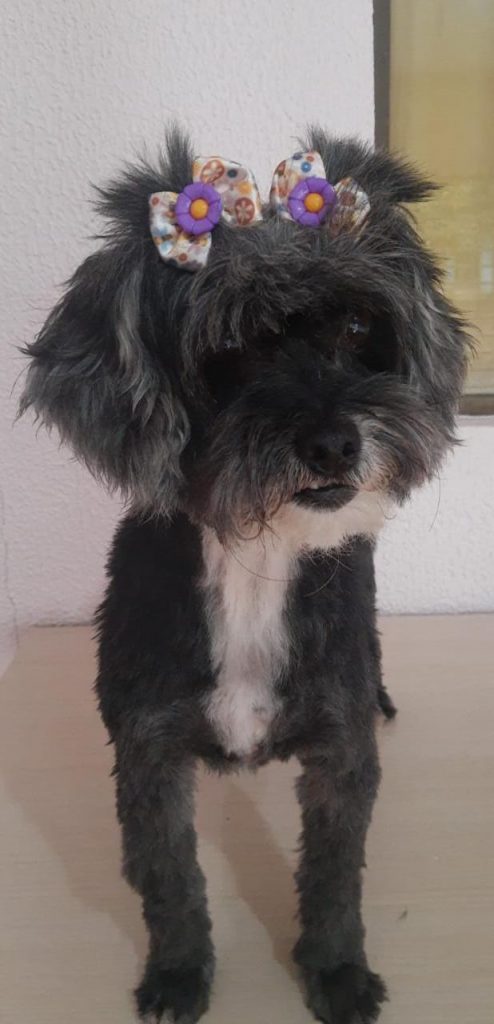 Cadelinha sumiu no São Cristóvão