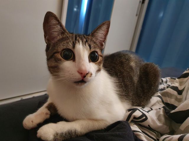 Você me viu por ai? Gatinho “Divan” está desaparecido no Centro de Cascavel