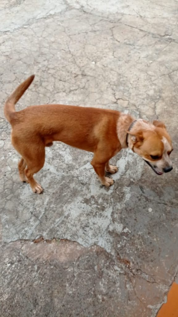 Cão de estimação ‘aparece’ em residência no Alto Alegre; moradora quer devolvê-lo ao dono