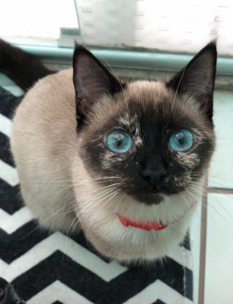 Gatinha ‘Guria’ sumiu na região central da cidade