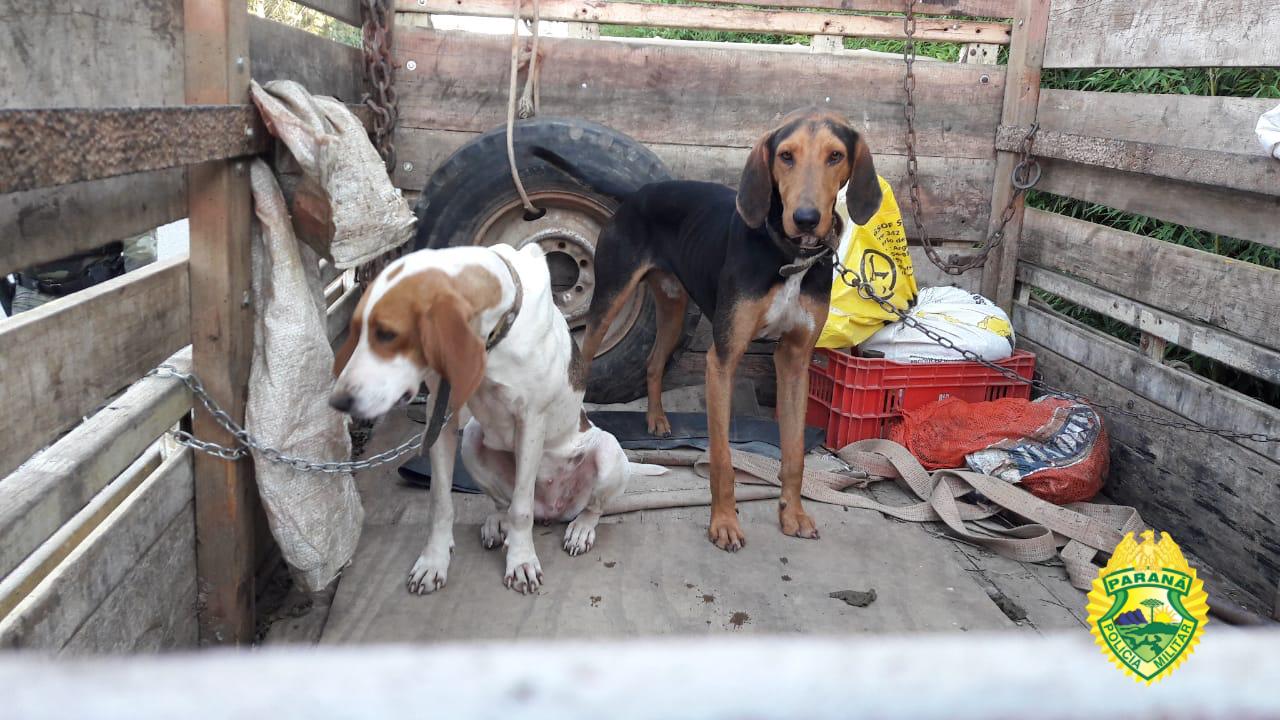 Homem detido por maus-tratos, ao transportar animais em condições irregular, também é localizado com armas de fogo Imagem referente a Homem detido por maus-tratos, ao transportar animais em condições irregular, também é localizado com armas de fogo