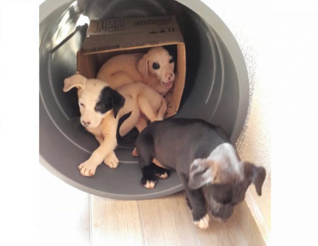 Cachorrinhos encontrados no Jardim Mantovani precisam de um lar