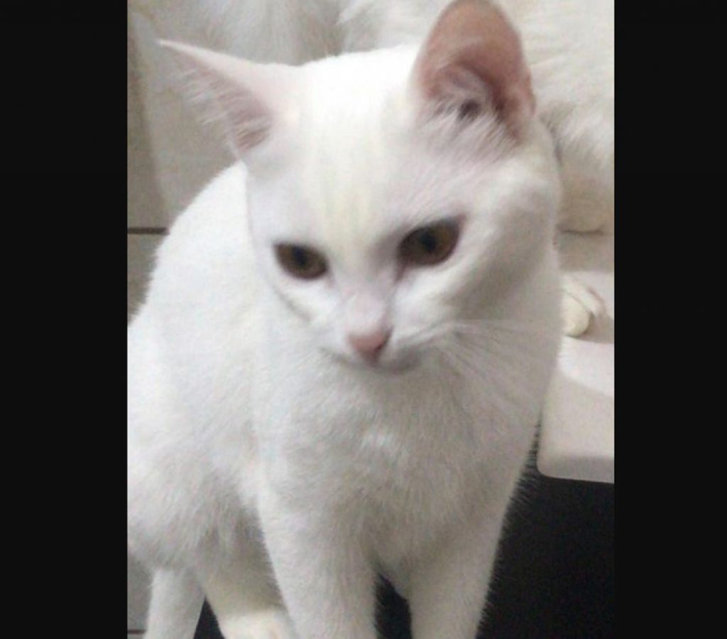 Gata sumiu na região do Conjunto Riviera