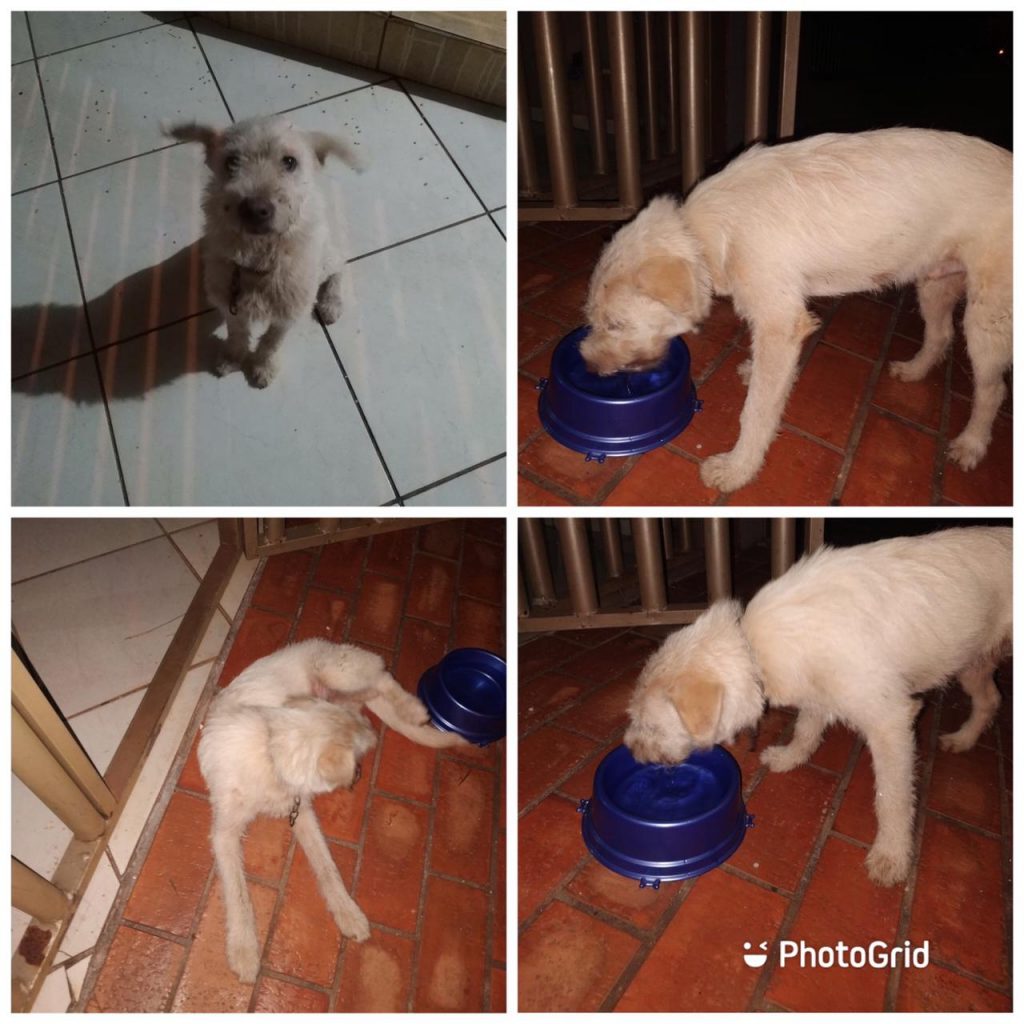 Cão é localizado no Universitário e internauta procura pelo dono