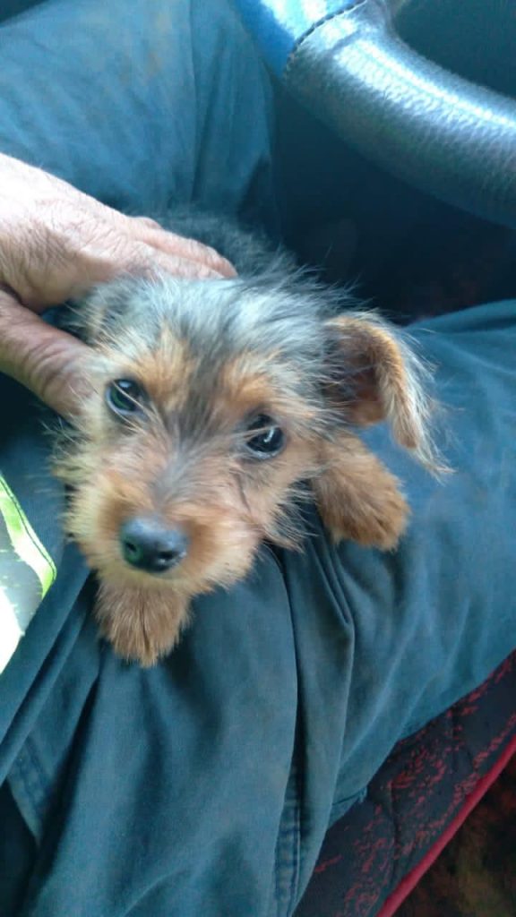 Cachorrinho está sendo procurado na região do Consolata