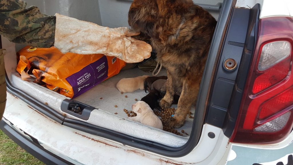 Com apoio das equipes da GM e PM, cachorrinha e filhotes são resgatados na Avenida Toledo