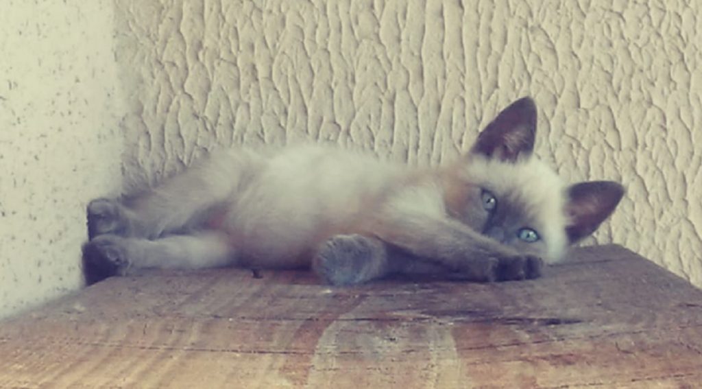 Gatinho sumiu na região do Bairro Guarujá