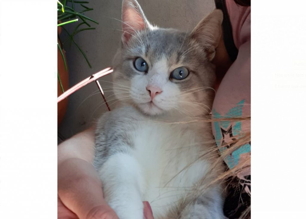 Gatinho desapareceu na região do Bairro Brasília