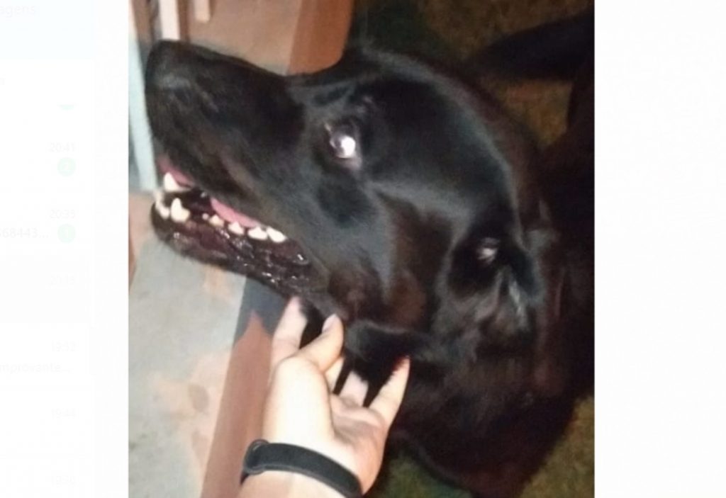 Cão foi encontrado no Bairro Maria Luíza