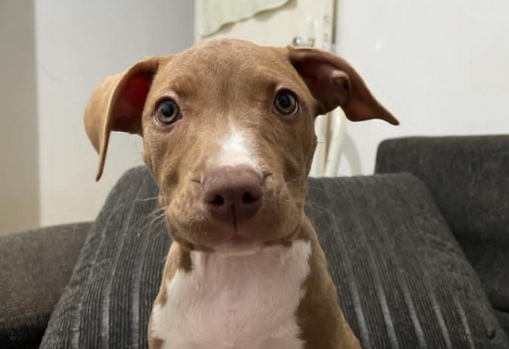 Cachorrinha que atende por ‘Nicoly’ sumiu no Bairro Pioneiros Catarinenses