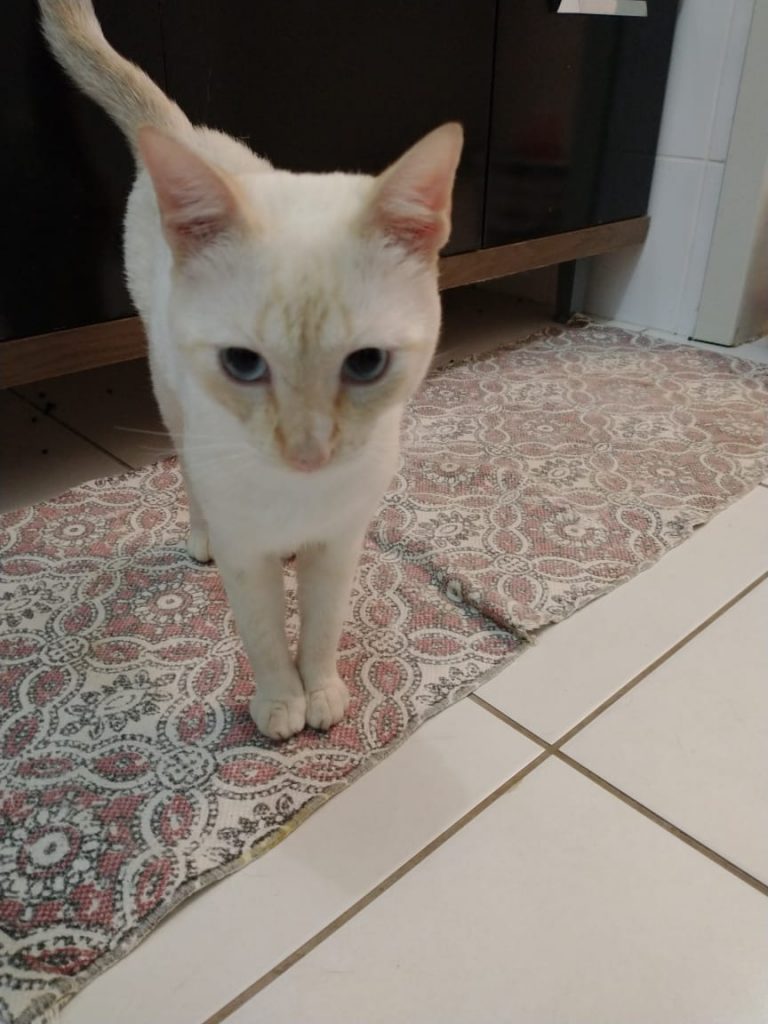 Moradora da Vila Tolentino tenta localizar dono de gato que apareceu em sua residência