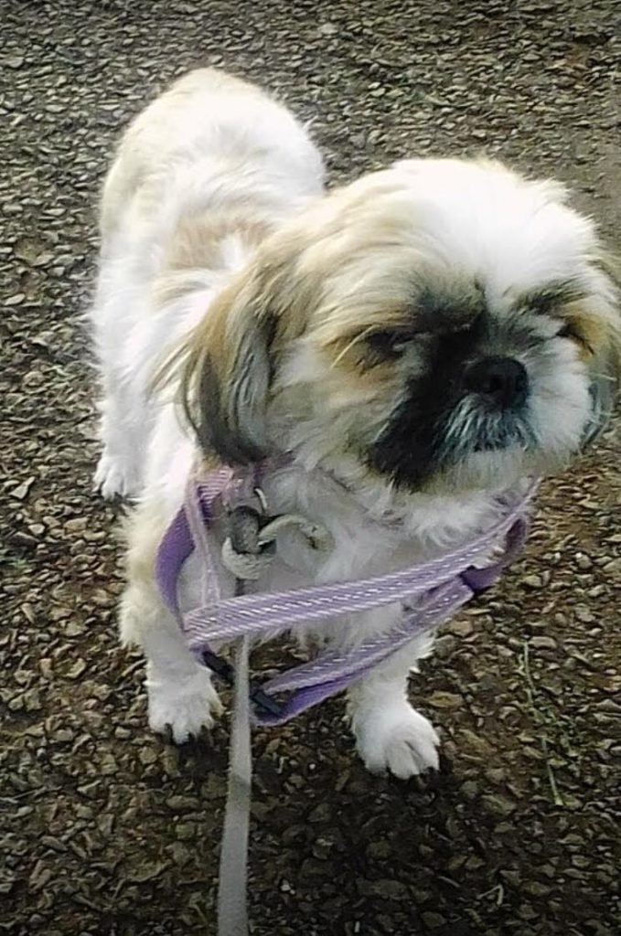 Cachorrinha de estimação está desaparecida na região do Bairro Coqueiral