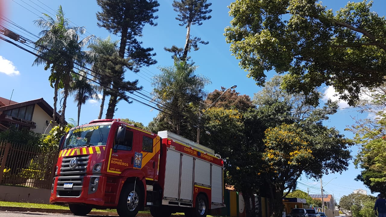 Bombeiros realizam vistoria em árvores que apresentam risco de queda