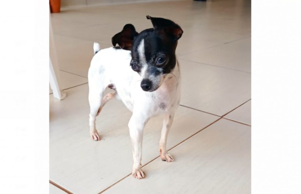 Cachorrinha ‘Pit’ sumiu na região do Bairro Santa Cruz