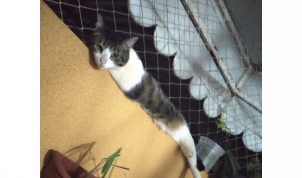 Gatinho ‘Tuti’ desapareceu no Bairro Tropical