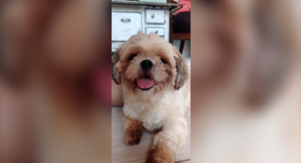 Cãozinho foi encontrado no Jardim Colonial