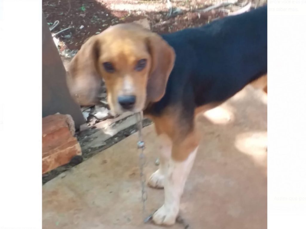 Cão desapareceu no Bairro Santa Cruz