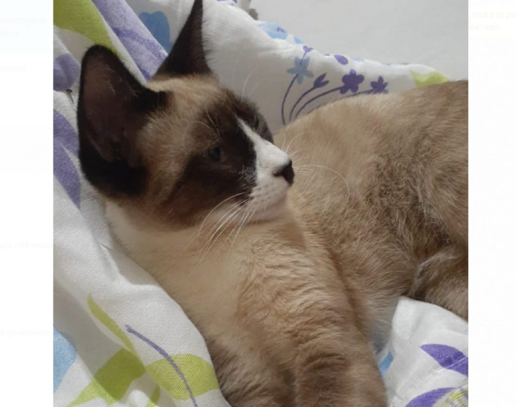 ‘Bolinha’ desapareceu na região do Bairro Neva