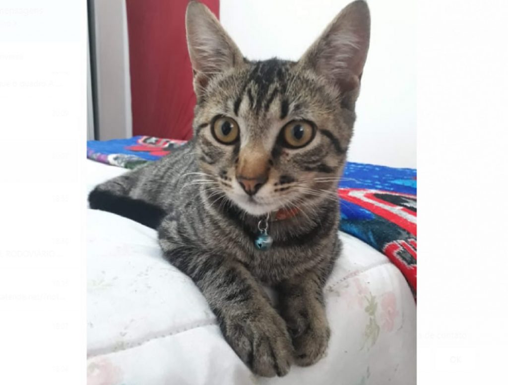 Gatinho que atende por ‘Sansão’ sumiu no Bairro Santa Cruz