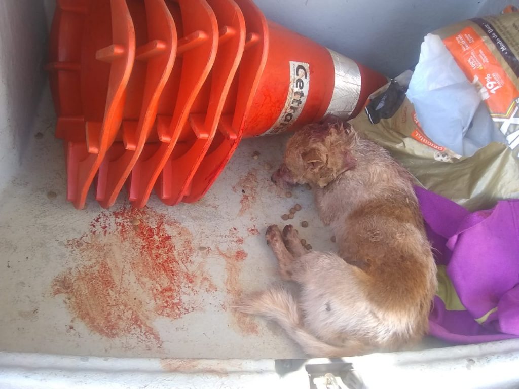 Patrulha Ambiental da GM resgata cachorrinho ferido por ataque de pitbull em via pública no Bairro Interlagos
