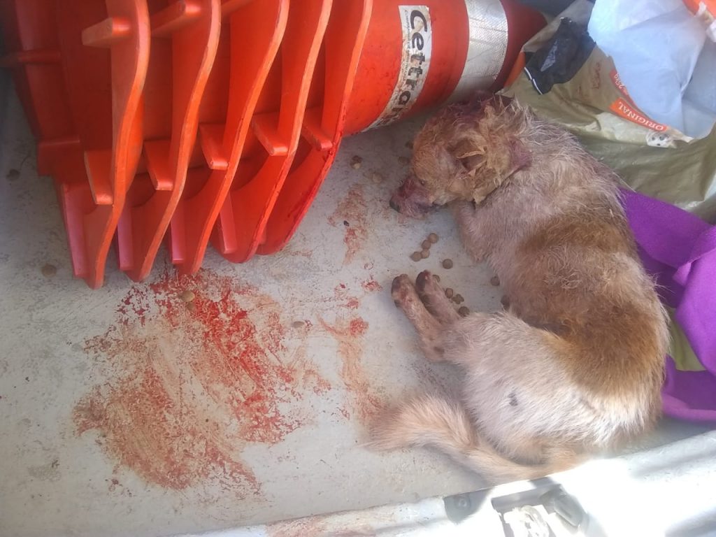 ONG que auxiliou a GM em resgate de cachorro ferido por ataque de pitbull está precisando de ajuda para custear o tratamento do animal