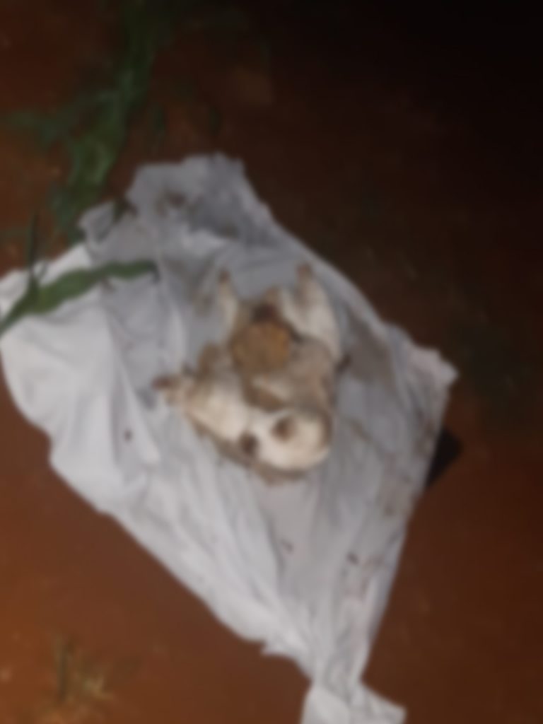 Cachorro é sacrificado em possível ritual; animal estava sem a cabeça e as patas, com farofa na barriga Cachorro é sacrificado em possível ritual; animal estava sem a cabeça e as patas, com farofa na barriga