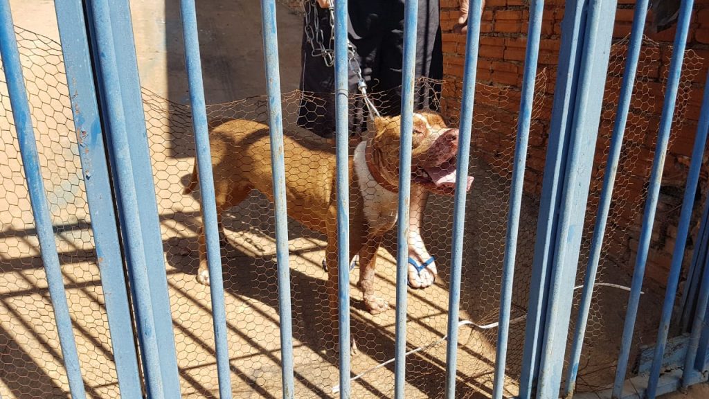 Pitbull foge de casa e ataca outros dois cães no Bairro XIV de Novembro Pitbull foge de casa e ataca outros dois cães no Bairro XIV de Novembro