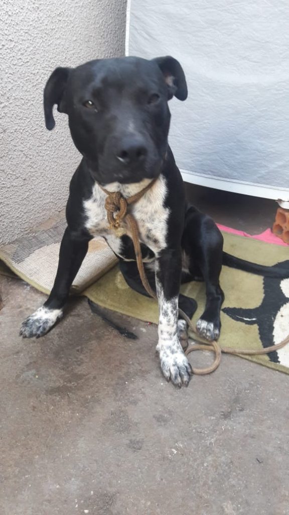 Internauta localiza cachorra no Bairro Alvorada e tenta encontrar o dono Internauta localiza cachorra no Bairro Alvorada e tenta encontrar o dono