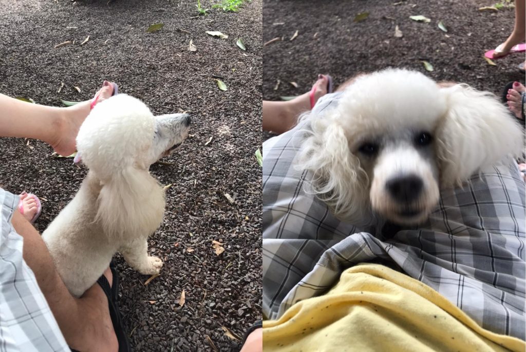 Oferecida recompensa a quem localizar e devolver cachorrinho desaparecido no Parque São Paulo