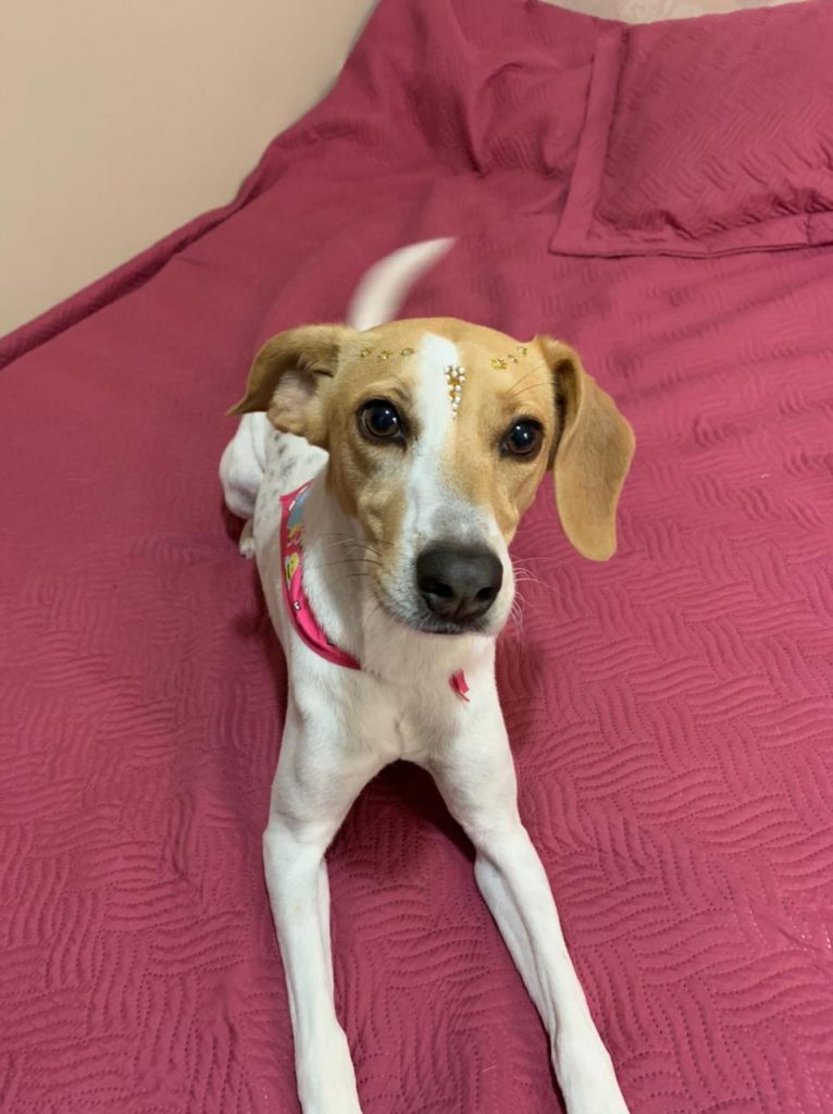 Cachorrinha ‘Amora’ está desaparecida na região do Bairro Recanto Tropical