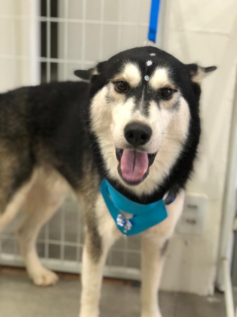 Cão de estimação escapou de imóvel na Rua Belém, no Claudete; tutora pede ajuda para encontrá-lo