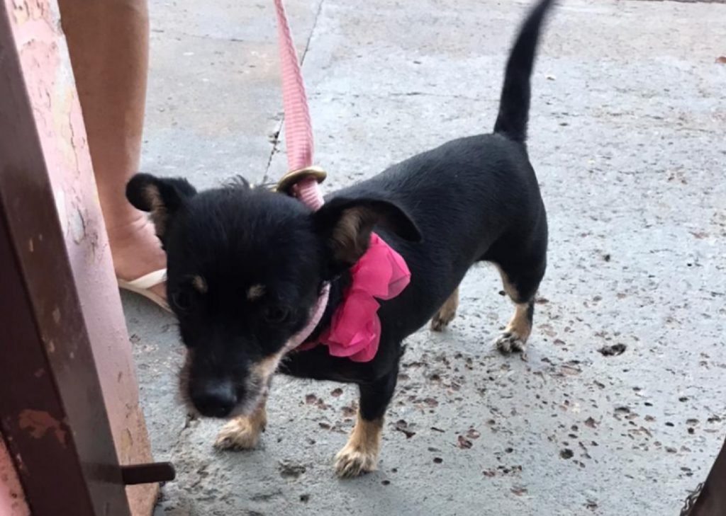 Cachorrinha foi encontrada no Bairro Parque Verde