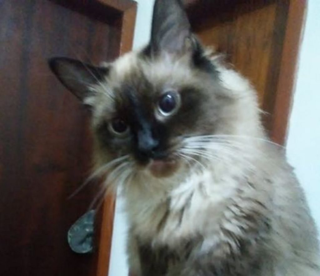 Gatinha ‘Yara’ sumiu nas proximidades do Jardim Verdes Campos, na Região Norte