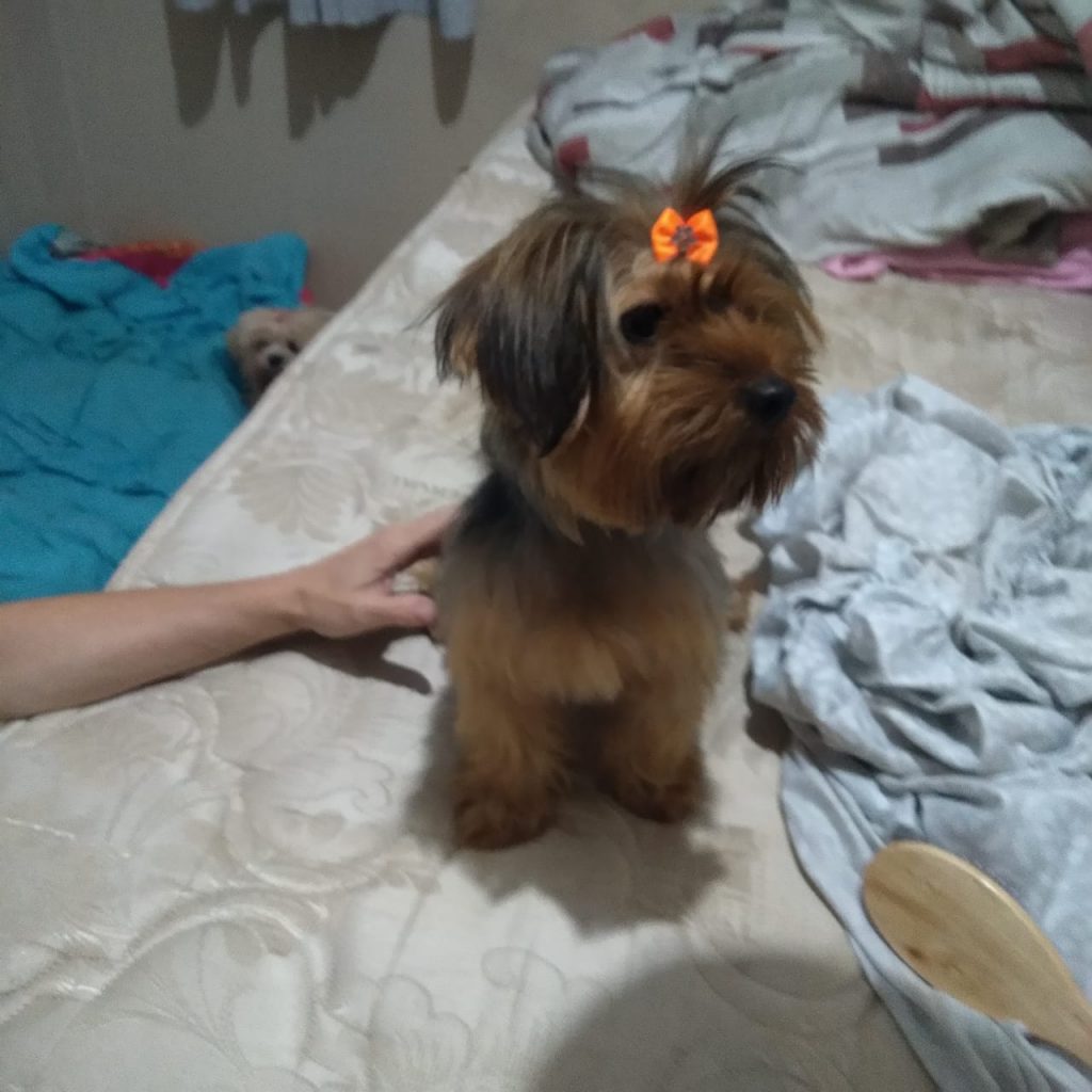 Cachorrinha yorkshire é encontrada às margens da BR-467, no Bairro Novo Milênio