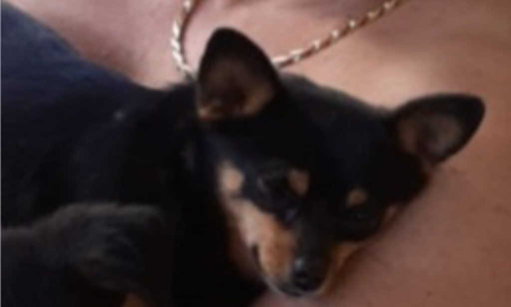 Cachorrinha sumiu na região da Vila Tolentino
