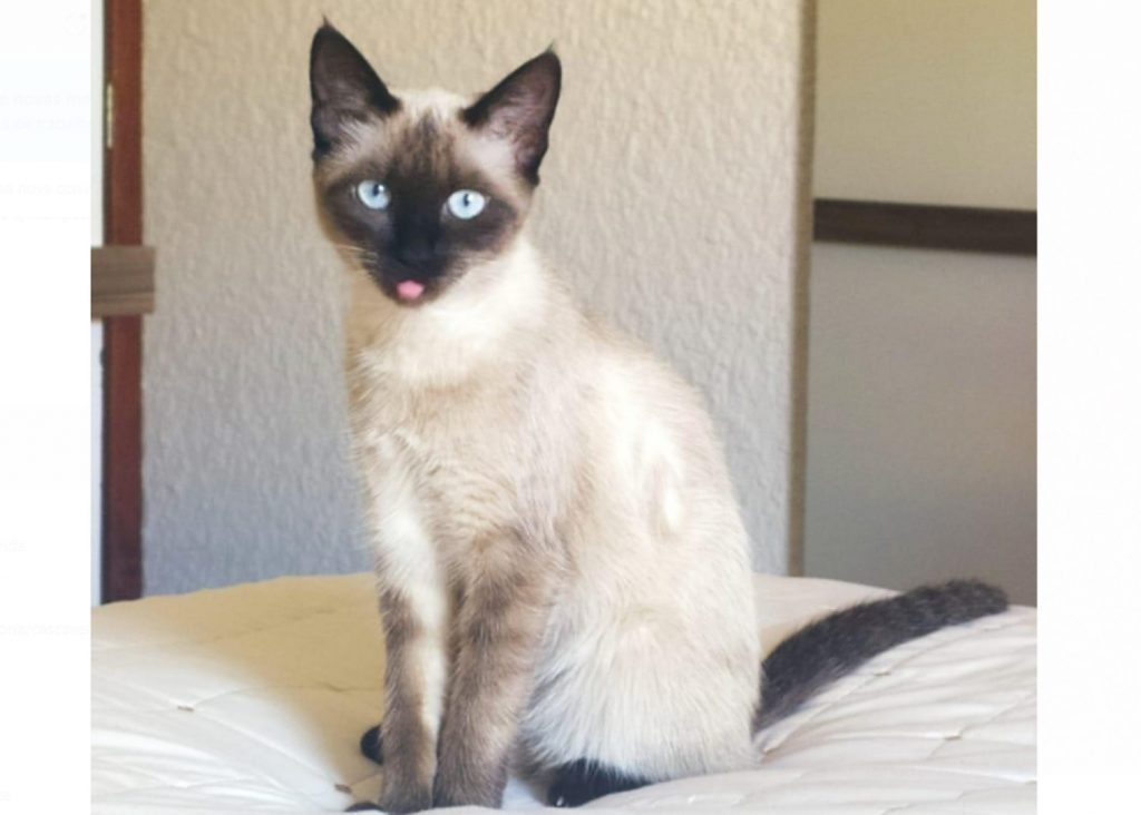 Gatinha sumiu na região do Bairro Pioneiros Catarinenses