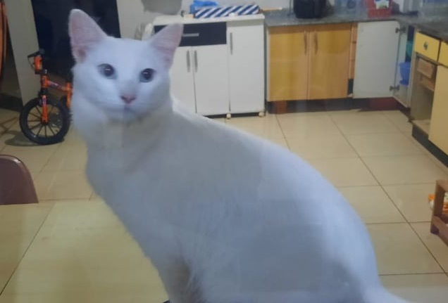Internauta pede ajuda para encontrar dono de um gato que estaria desaparecido