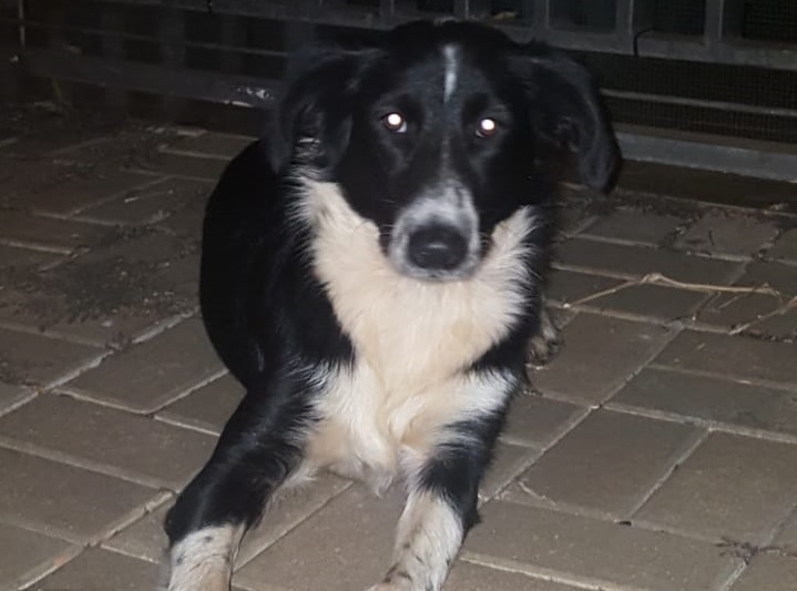 Internauta encontra cachorrinha perdida no Bairro Parque São Paulo e quer devolvê-lo ao dono Imagem referente a Internauta encontra cachorrinha perdida no Bairro Parque São Paulo e quer devolvê-lo ao dono