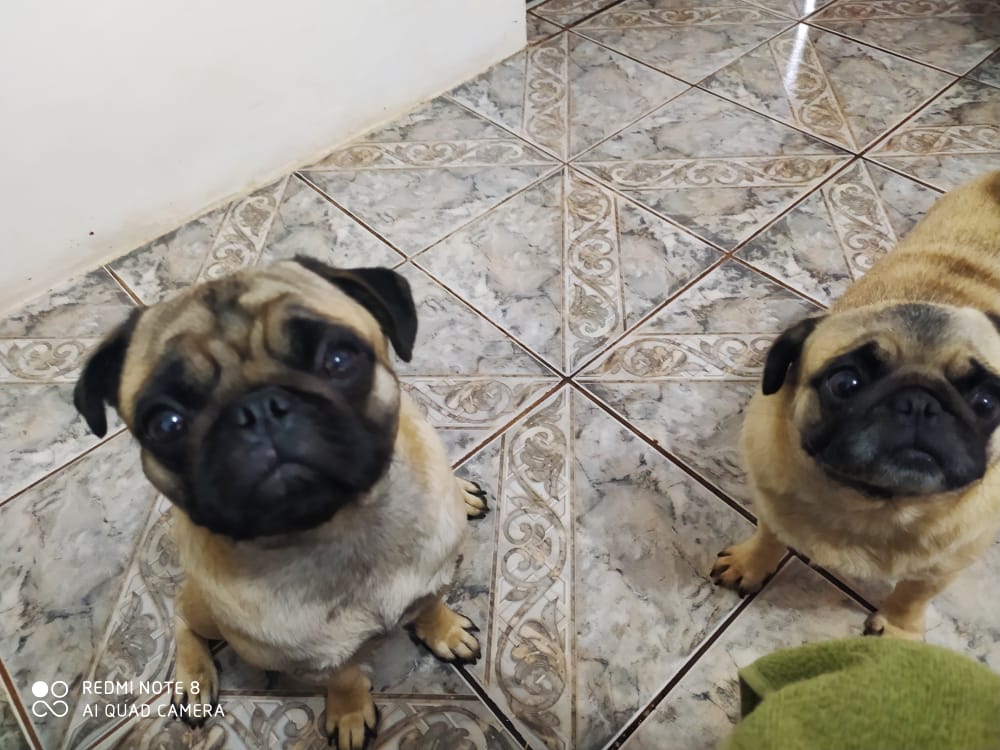 “Jilly” e “Alfredo” estão desaparecidos no Bairro Floresta; família está desesperada em busca deles