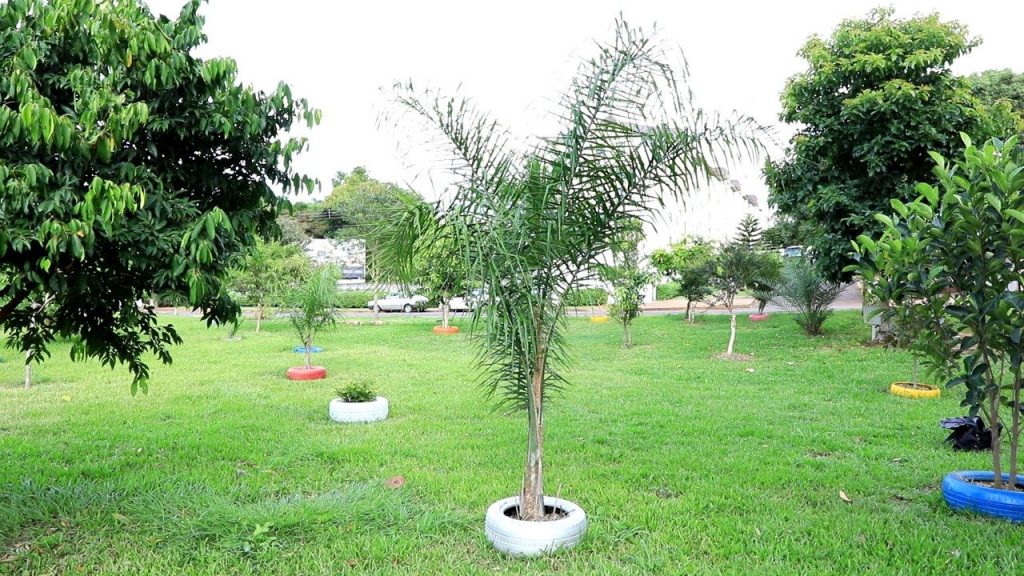 Aposentado adota e preserva área de fundo de vale entre o Parque São Paulo e a Vila Tolentino