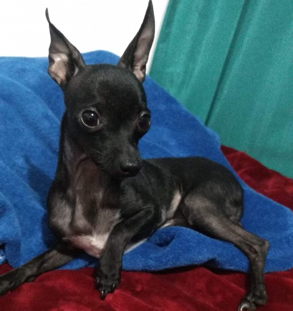 Cachorrinho de estimação está desaparecido na região do Bairro Santa Felicidade