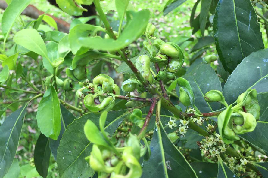 Recurso para custeio fortalece pesquisa da Unioeste sobre cultivo da erva-mate