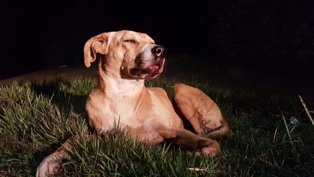 Homem pede ajuda para medicar cão que foi atropelado na Av. das Pombas Homem pede ajuda para medicar cão que foi atropelado na Av. das Pombas