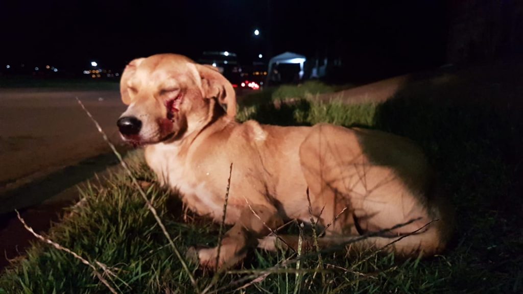 Cachorro atropelado na Av. das Pombas é resgatado e levado para clínica veterinária Cachorro atropelado na Av. das Pombas é resgatado e levado para clínica veterinária
