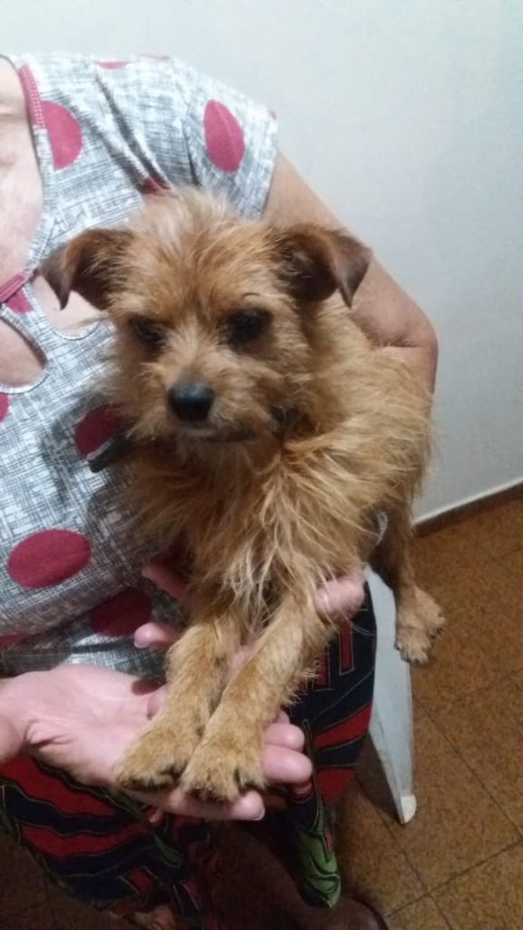Cãozinho com coleira azul foi localizado no Pacaembu