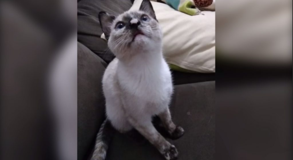 Gata que pertence a criança de 7 anos está desaparecida na região do Florais do Paraná